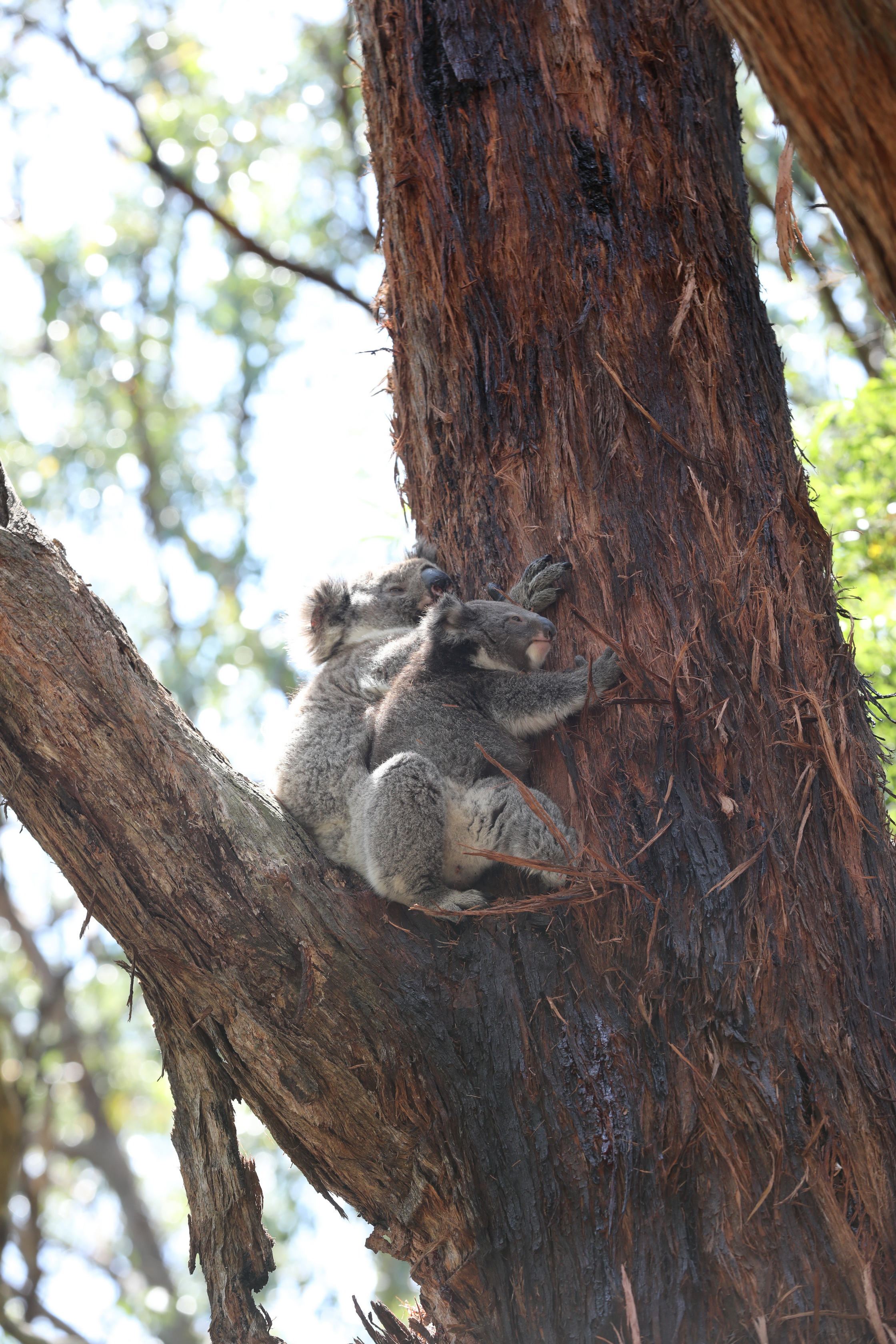 Koalas am Cape Otway